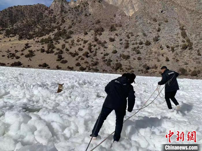 图为生态保护人员用绳索营救白唇鹿。长江源园区曲麻莱管理处 供图