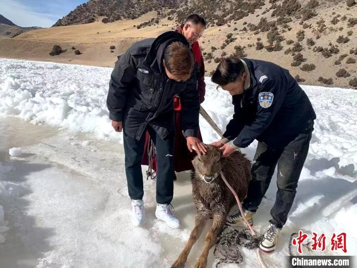 图为生态保护人员营救出一只白唇鹿。长江源园区曲麻莱管理处 供图